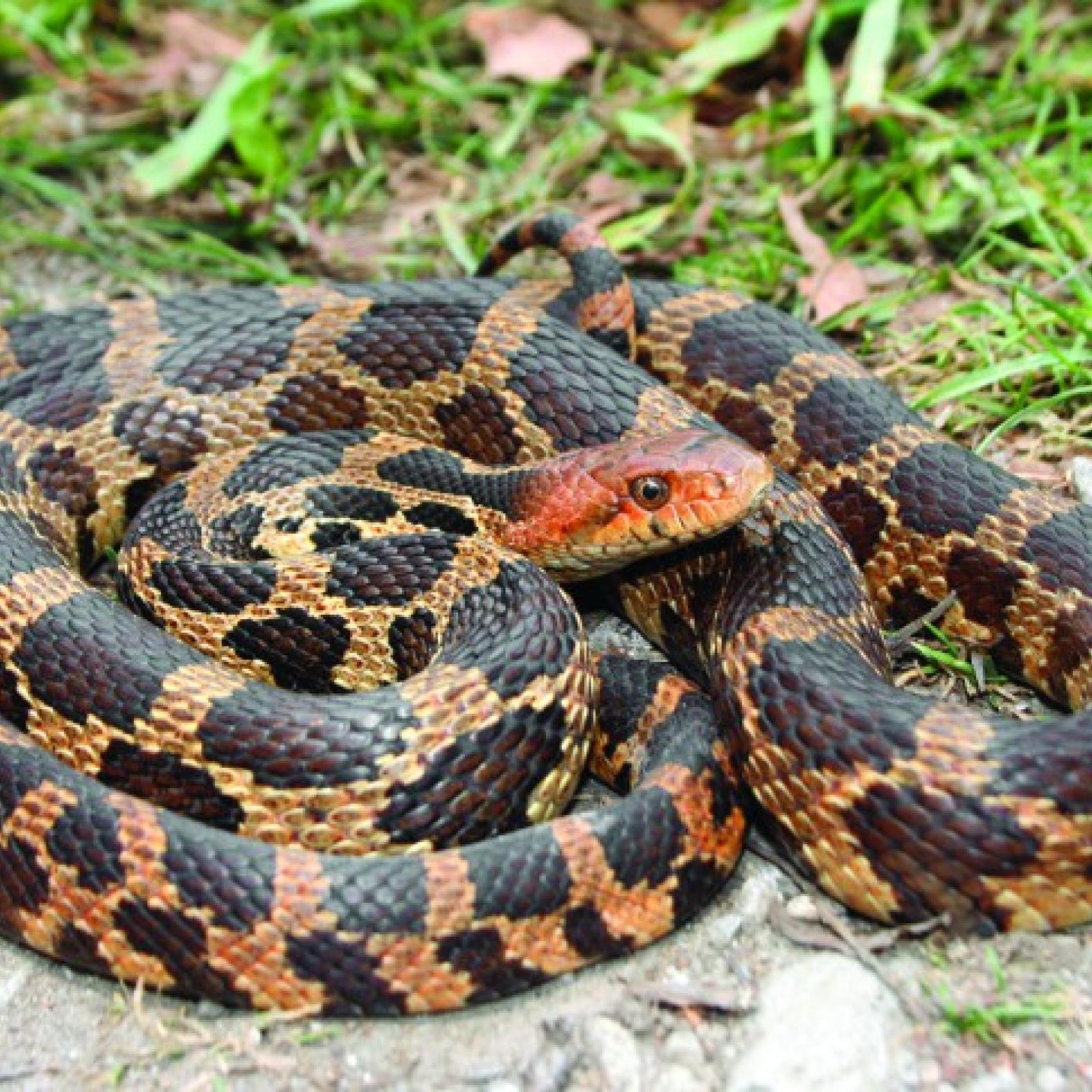 Eastern Massasauga Rattlesnake | Matthaei Botanical Gardens